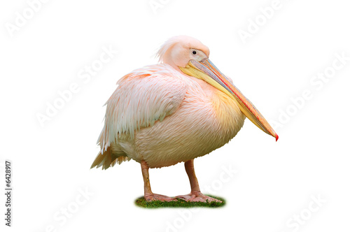 Isolated pink pelican on the grass