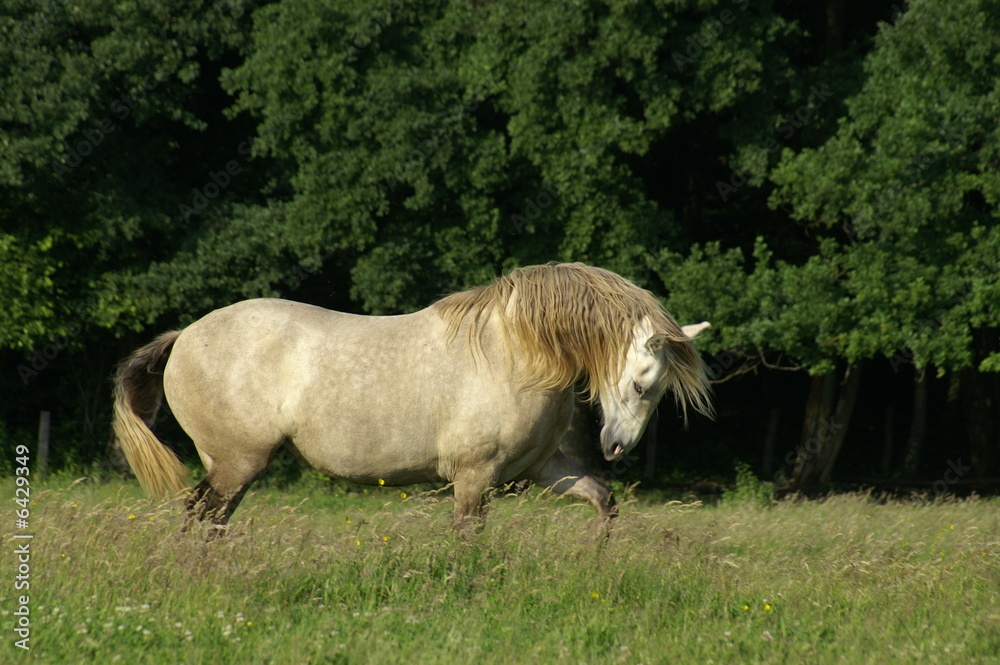 custom made wallpaper toronto digitalExpression équine