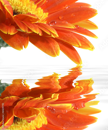 gerbera daisy with a water drops and reflections