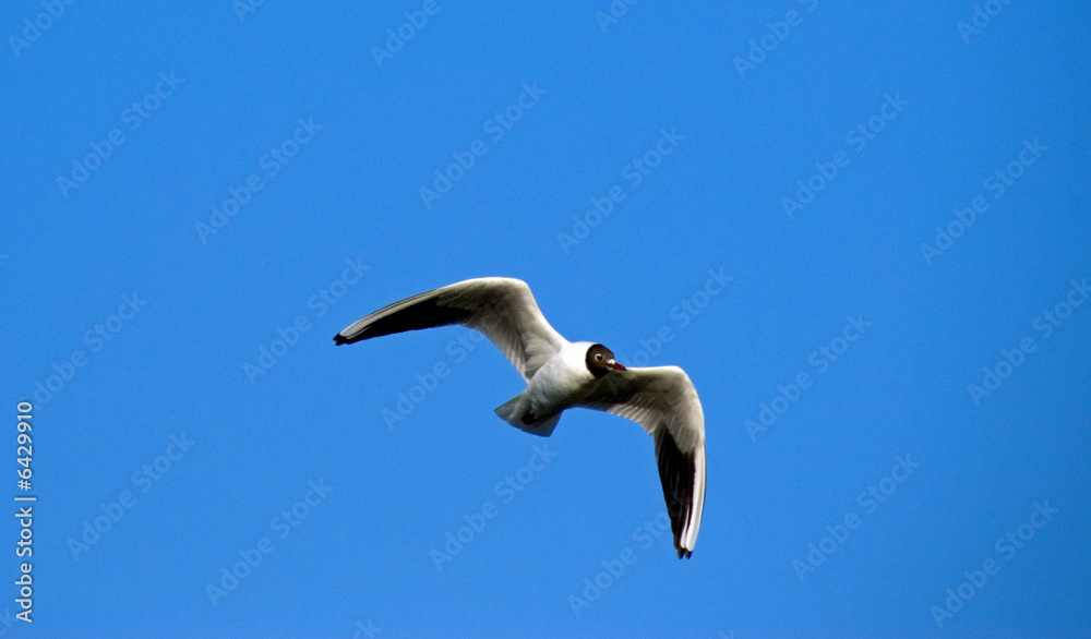 Obraz premium seagull