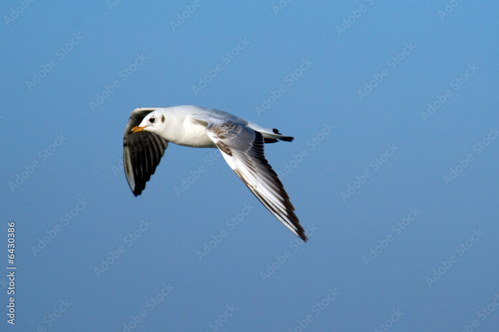 Obraz premium seagull