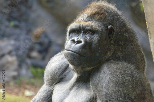 Portrait of a gorilla, taken at Loro Parque, Tenerife