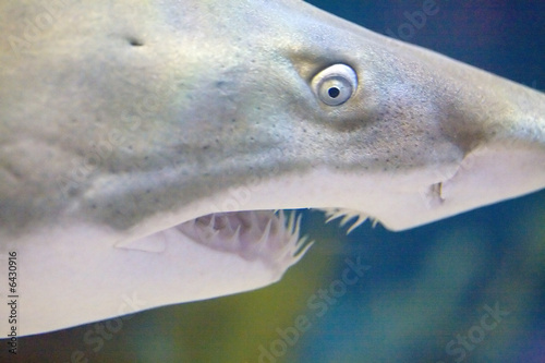 Close up of a shark, featuring head with teeth and eye