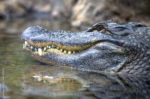 Close-up of an alligator's head