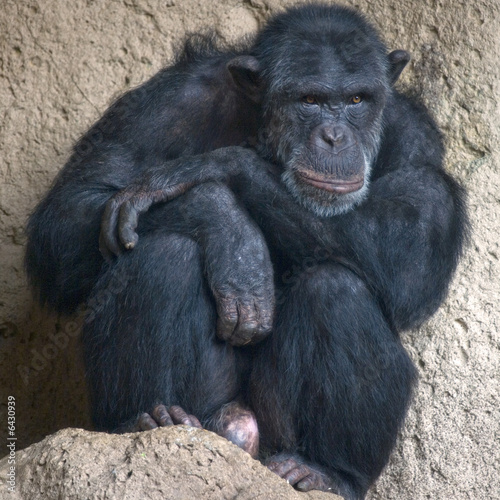 Sitting chimp - taken at Loro Parque, Tenerife, Canary Islands