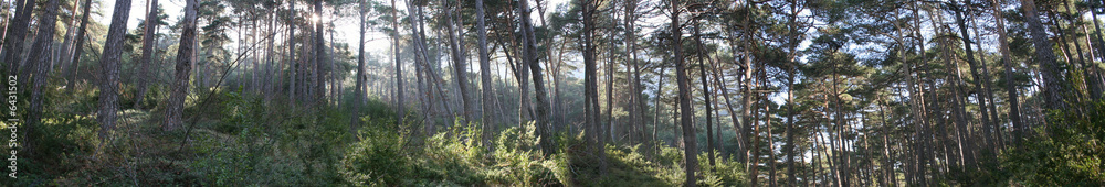 Fototapeta premium bosque oroel