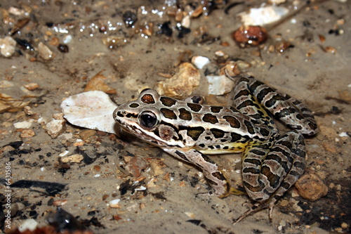 Pickerel Frog (Rana palustris)