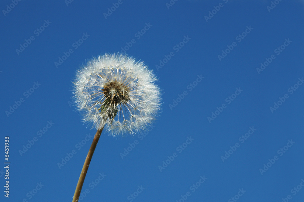 Dandelion close up isolated on a blue sky
