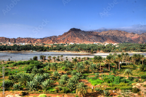 Oasis in the desert of Oman (near Muscat) photo