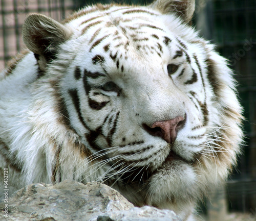 Fototapeta Naklejka Na Ścianę i Meble -  tigre bianca