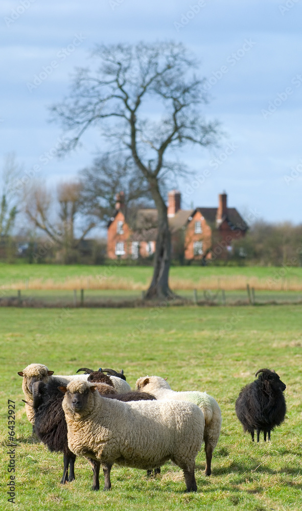 Fototapeta premium Sheep facing camera with farm building in the background