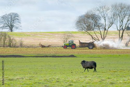 Fototapeta Naklejka Na Ścianę i Meble -  A lone black sheep in a green field 