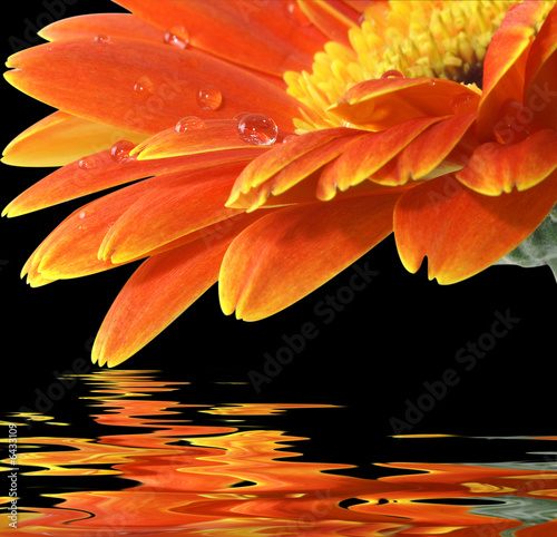 orange gerbera daisy on the black background with reflection photo