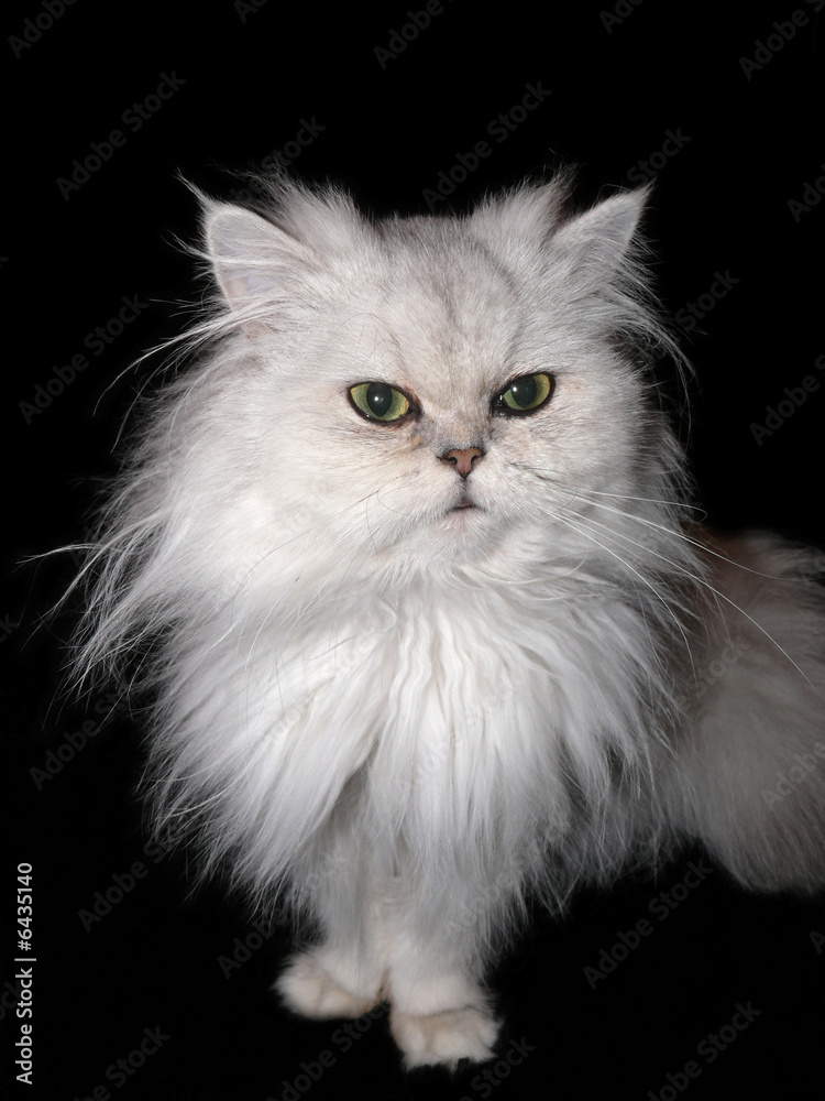 chat persan chinchilla chat persan chinchilla
