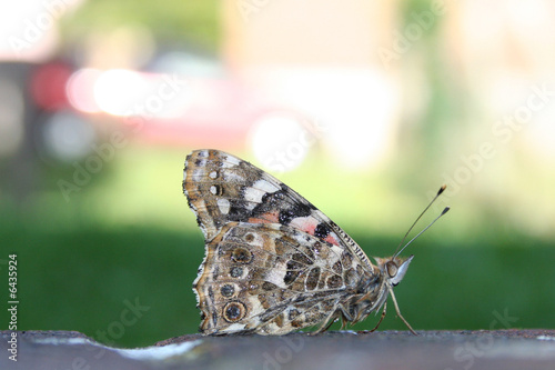 Obraz na płótnie Butterfly