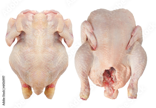 Ancestor and back chicken isolated on white background