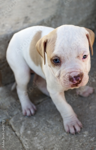 Pitbull puppy