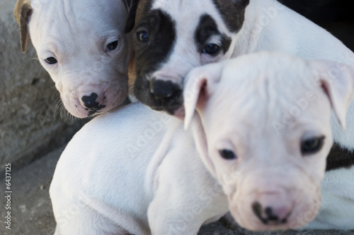 Pitbull puppies