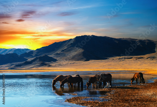 stado-koni-na-pustyni-mongolskiej
