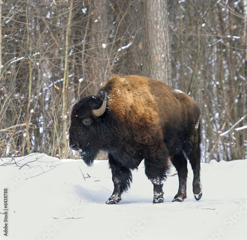 Bison. Russian wildlife, Voronezh area.