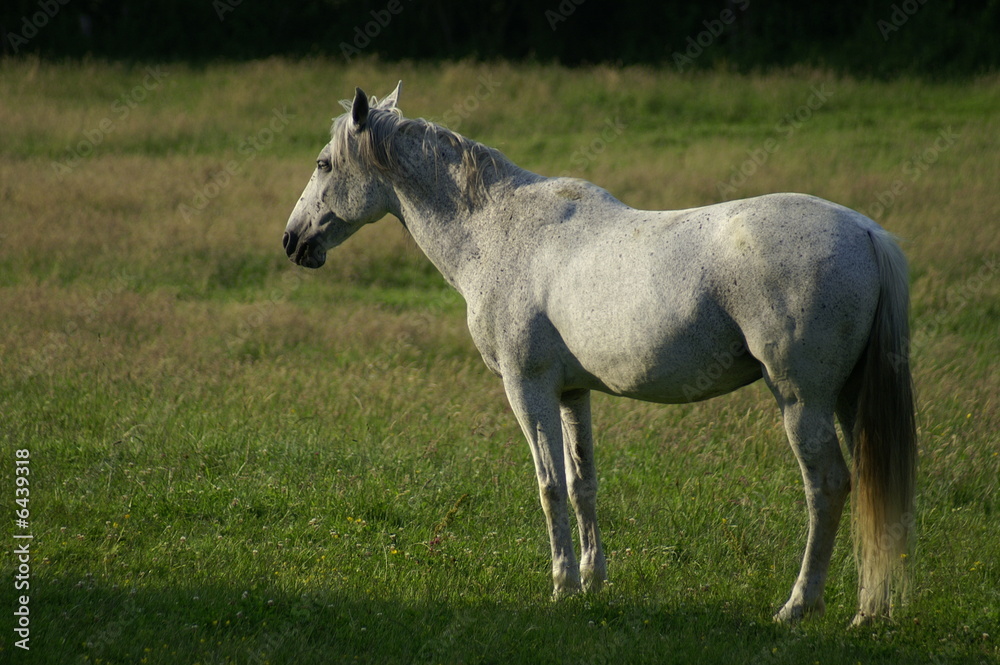 Cheval Cheval
