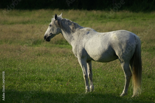 Cheval