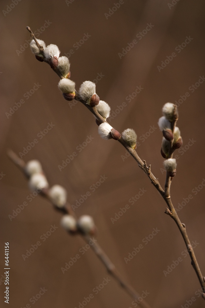 Catkins