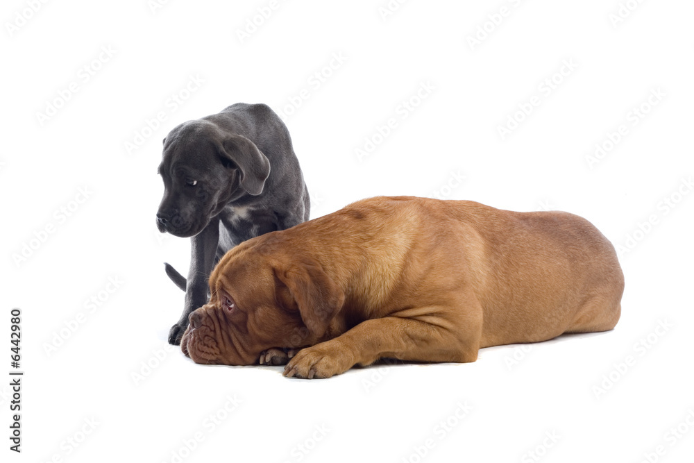 Obraz premium two dogs isolated on a white bakground