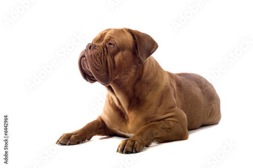 french mastiff dog isolated on white