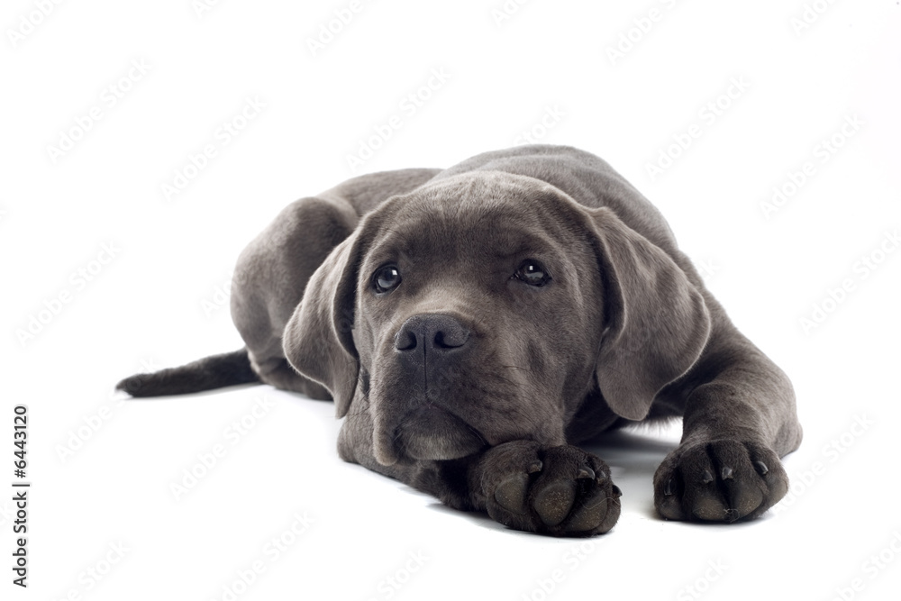 cane corso mastiff puppy dog isolated on a white background