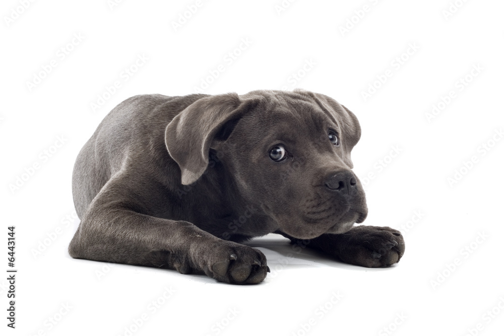 cane corso mastiff puppy dog isolated on a white background