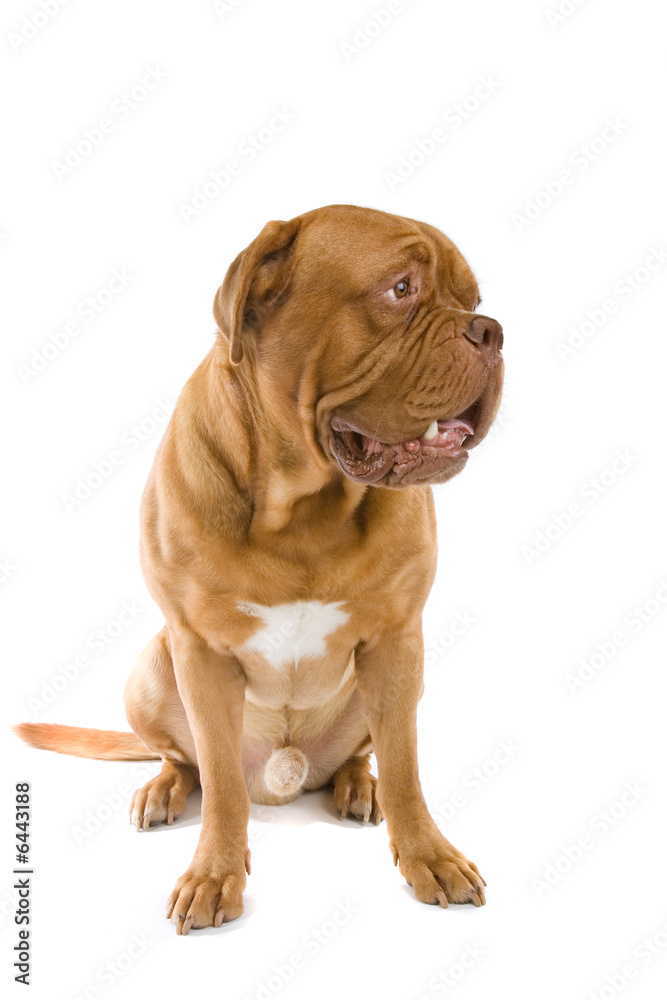french mastiff dog isolated on white french mastiff dog isolated on white