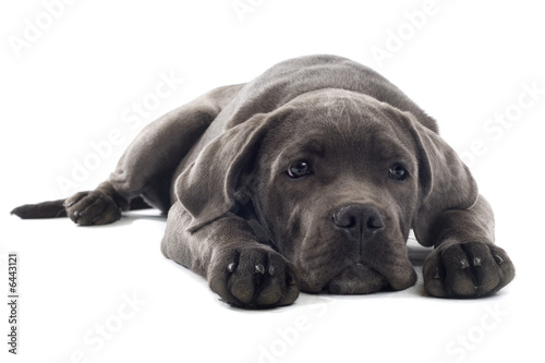 cane corso mastiff puppy dog isolated on a white background photo