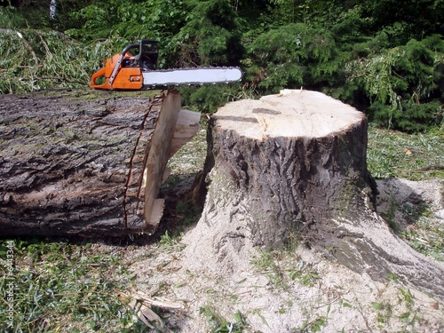 Inactive chainsaw on a big wood