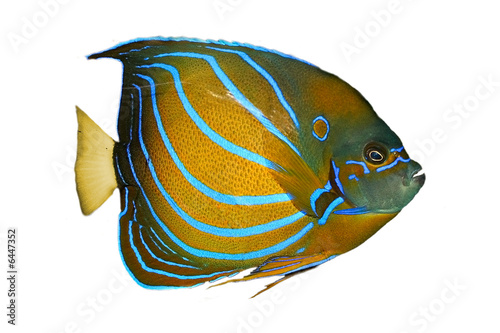 Exotic tropical fish in an aquarium