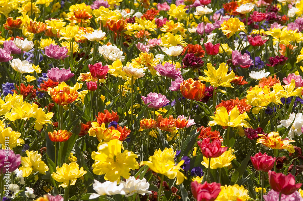 Fototapeta premium fiori