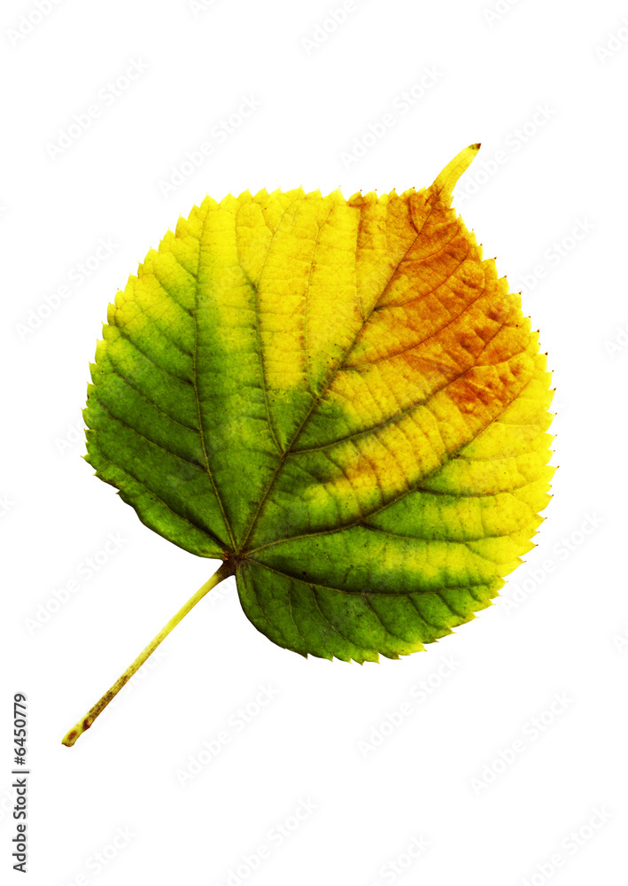 Fototapeta premium Autumn leaf