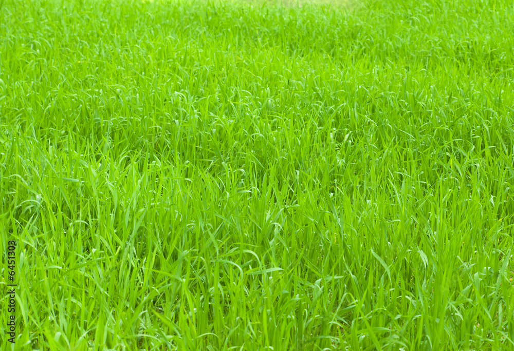 Backdrop made of real fresh winter grass Backdrop made of real fresh winter grass