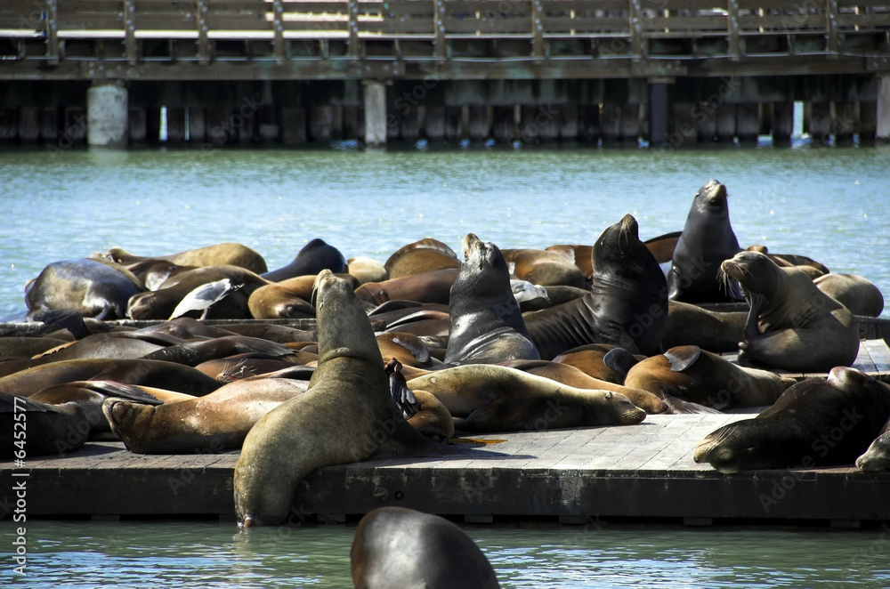 Fototapeta premium Pier 39
