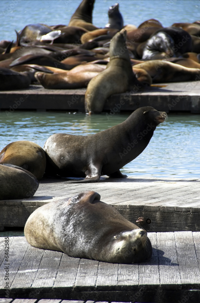 Fototapeta premium Pier 39