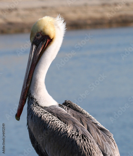 Pelican