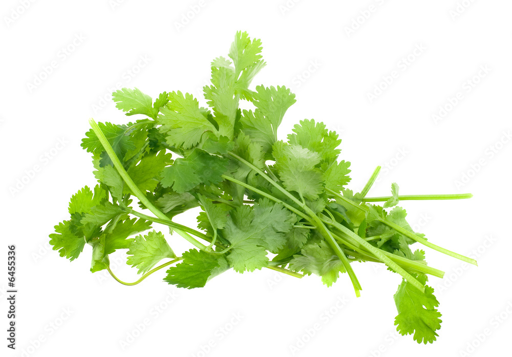 Fototapeta premium fresh coriander