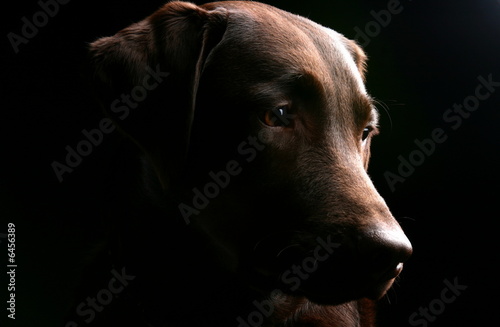 Side Profile - Chocolate Labrador