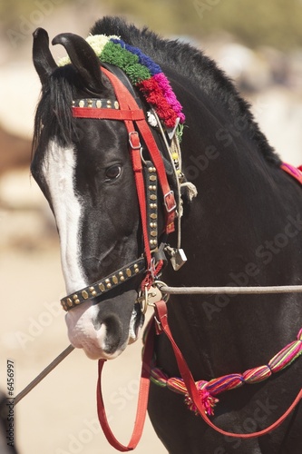 Bild auf Leinwand Black Marwari Horse