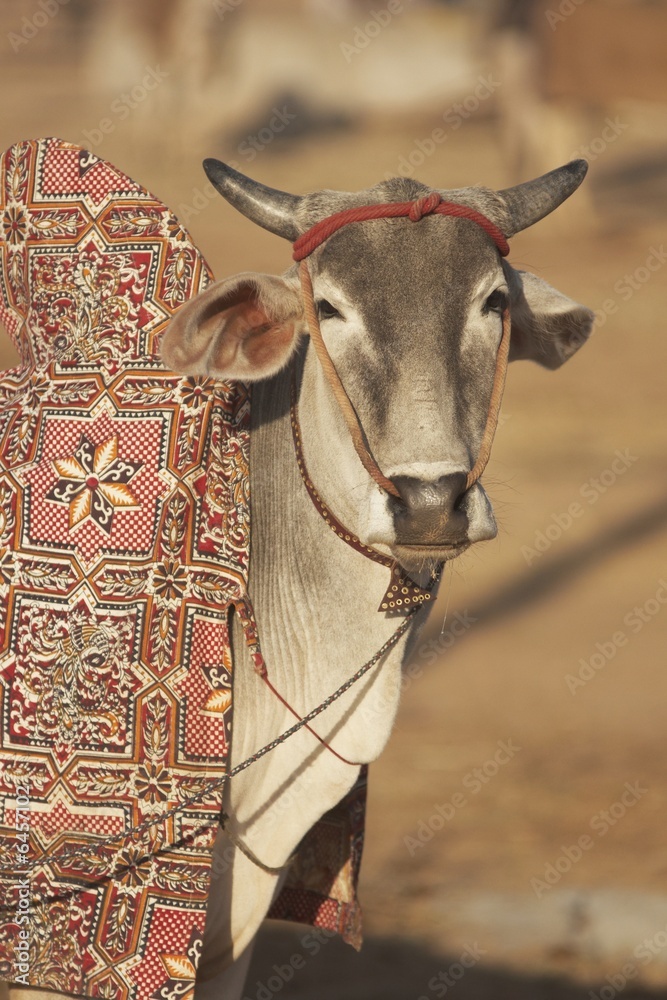 Prize Cow at the Nagaur Cattle Fair, Rajasthan, India Stock Photo | Adobe  Stock