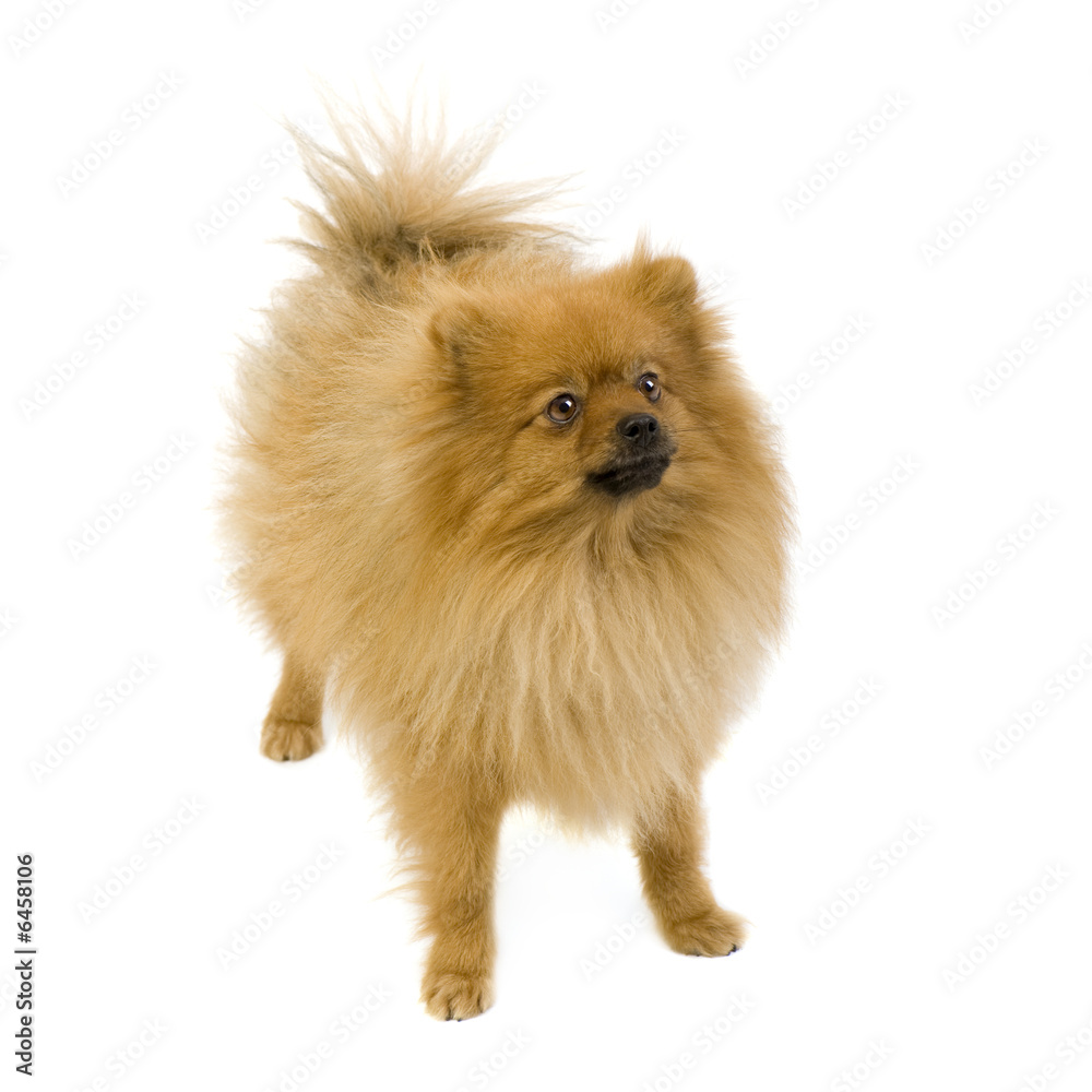 Spitz (3 years) in front of white background
