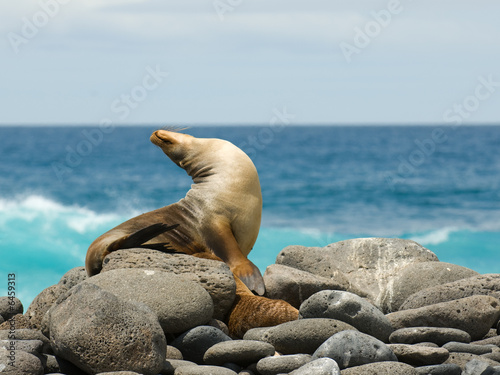 Εκτύπωση καμβά sea lion
