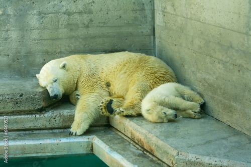 Valokuva cucciolo di orso bianco