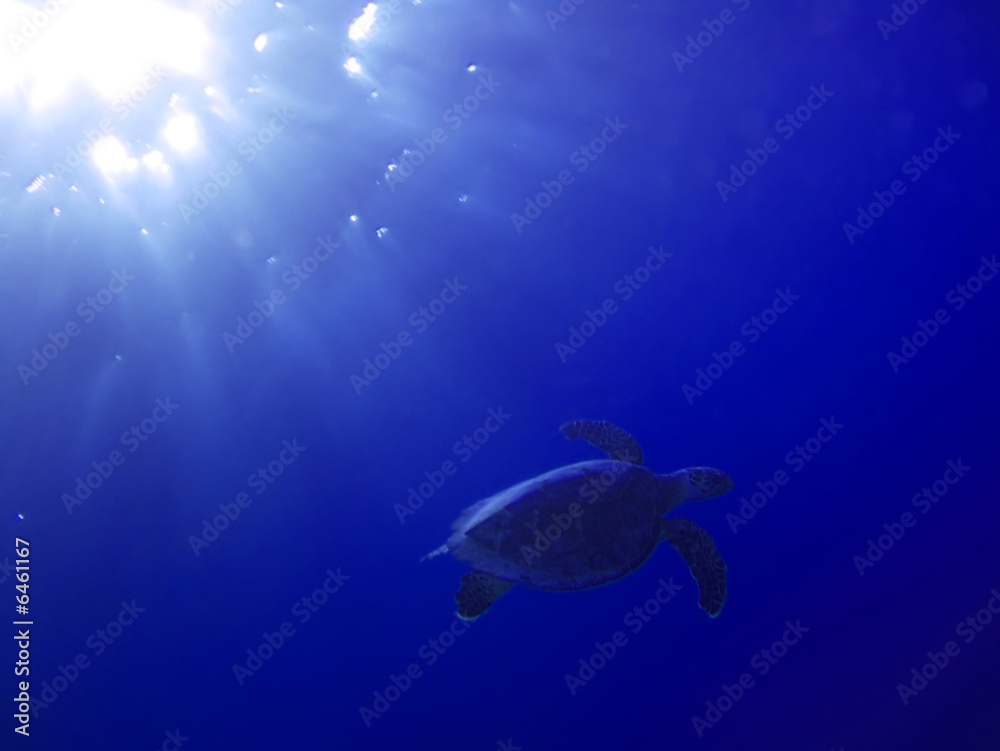 Obraz premium Turtle underwater in deep and sunlight