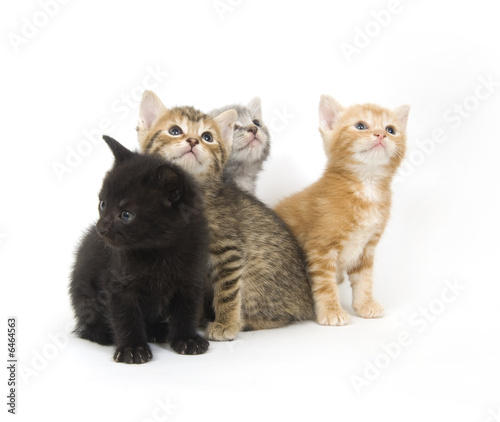 Four kittens on a white background